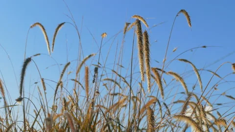 Zooming on eared fluffy grass Stock Footage 94872232