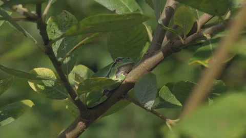 Zooming in on European tree frog basking in the sun on a willow tree Stock Footage 317911653