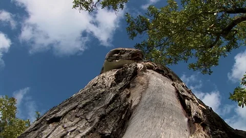 Zooming in for an extreme close up of a tree snake head Stock Footage 125467963