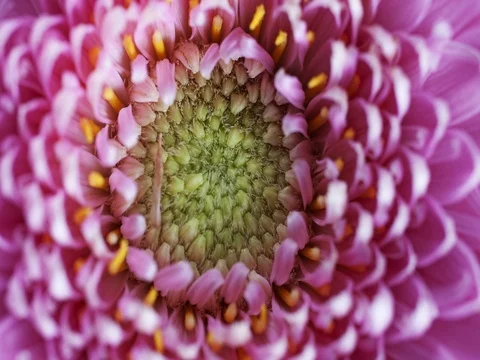 Zooming into a flower head Video stock gratuito 78218580