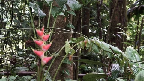 Zooming in to forest pink flower Stock Footage 78342268