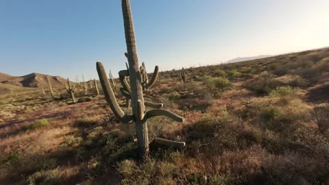 Zooming FPV drone flight through cactus forest Video stock 274032855