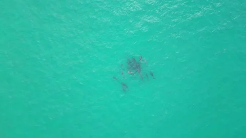Zooming up of large pod of Bottlenose dolphins playing Stock Footage 281139829