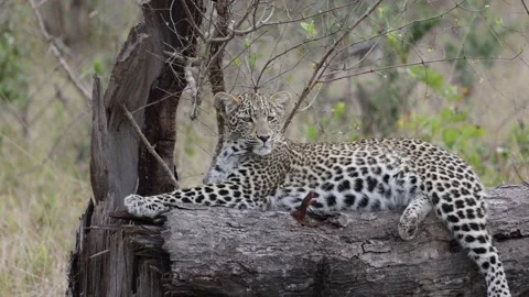 Zooming in on a leopard cub face Stock Footage 202244725