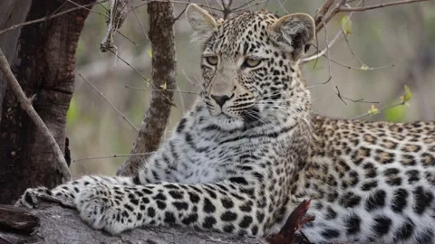 Zooming in on a leopard cub Stock Footage 202244756