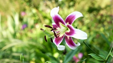 Zooming in on a Lilly Flower 動画素材 78283933