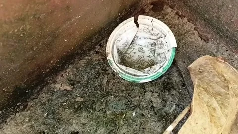 Zooming In On Mosquito Larvae In Plastic Cup Stockbeeldmateriaal 335473811