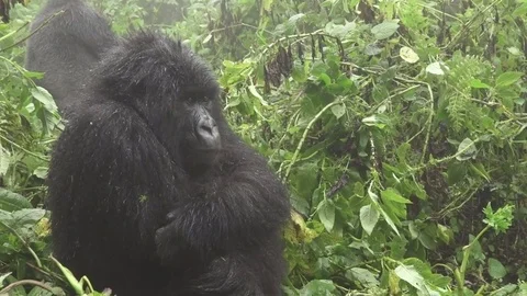 Zooming into mountain gorilla face in the forest Video stock 70094876