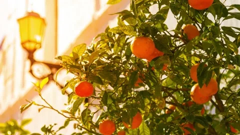 Zooming in on an orange tree with ripe oranges Stock Footage 143017079