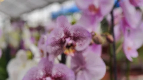 Zooming in on Orchids Stock Footage 98761561