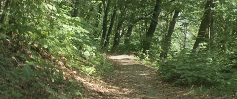Zooming out forest path by summer anamorphic 4K video Stock Footage 317216879