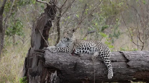 Zooming out of a leopard cub resting on a dead tree Stock Footage 202244753