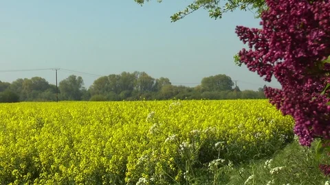 Zooming out: Lilac tree next to a rapeseed field. Stock Footage 89487745