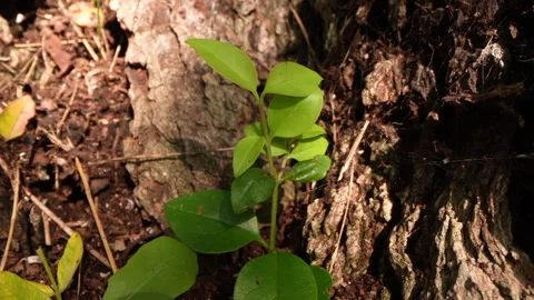 Zooming out of an old tree trunk, seedling, fg01 Stock Footage 253996114