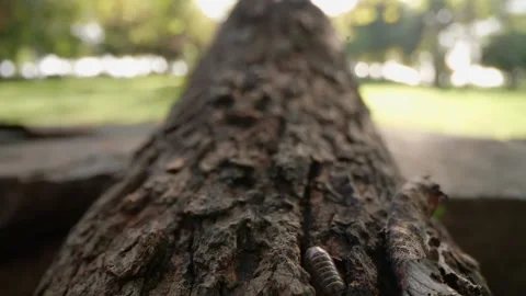 Zooming out of an old tree trunk, fg01 Video stock 253996371