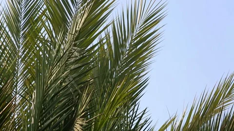 Zooming out from the palm tree Stock Footage 98086060