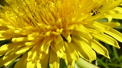 Zooming out of a pollen beetle covered dandelion, British insects 14 of 14 Stock Footage 41339028