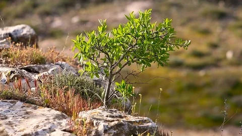 Zooming out from the small green tree Stock Footage 118192189