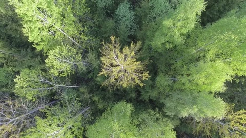 Zooming out from a tree Video stock 74874382