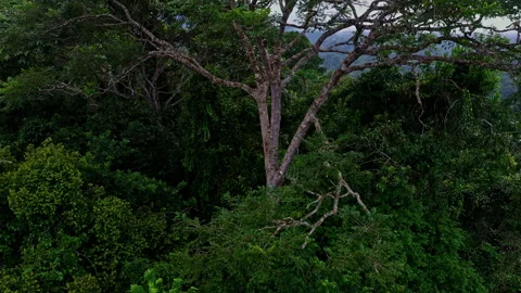 Zooming out from a tree trunk to reveal the forest around Vidéo 336869410