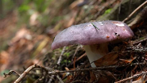 Zooming out view of colorful russula mushroom in Carpathian mountains woods. Видео 114985053