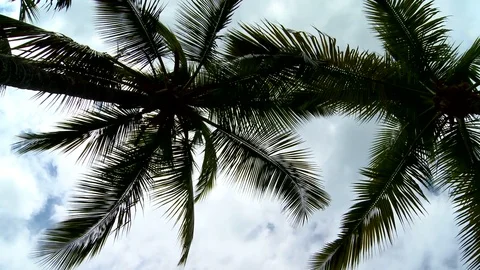 Zooming in on a palm tree with coconut on it Stock Footage 99118622