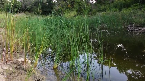 Zooming pan over ponds surface Video stock 79664093