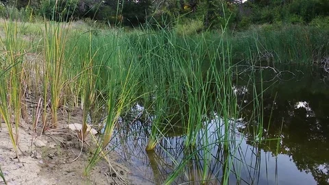 Zooming pan of ponds surface Video stock 79664209