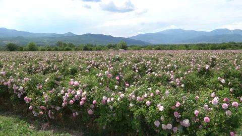 Zooming in on a rose garden Stock Footage 131417852