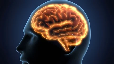 Zooming in on a Silhouette of Human Head while Highlighting Brain with Alpha Map Stock Footage 77288288
