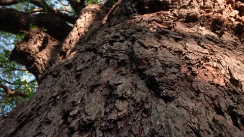 Zooming in through the trunk and brances of a tree in spring, fg01 Stock Footage 254161395