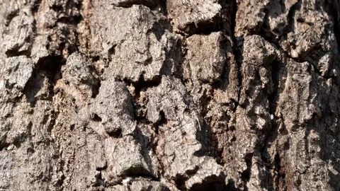 Zooming in tree bark texture nature video study close-up view forest environment Stock Footage 309524336