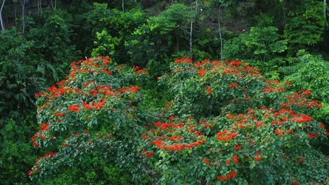 Zooming in at a the tree crown of a tropical tree with bright red flowers Stock Footage 146352003