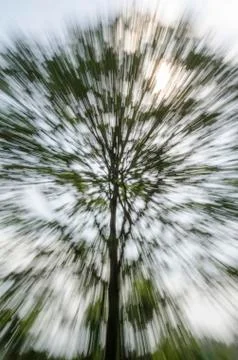 Zooming tree Stock Photos