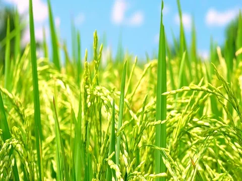 Zooming video of green rice ears ripening on field. Bali, Indonesia Stock Footage 75763545