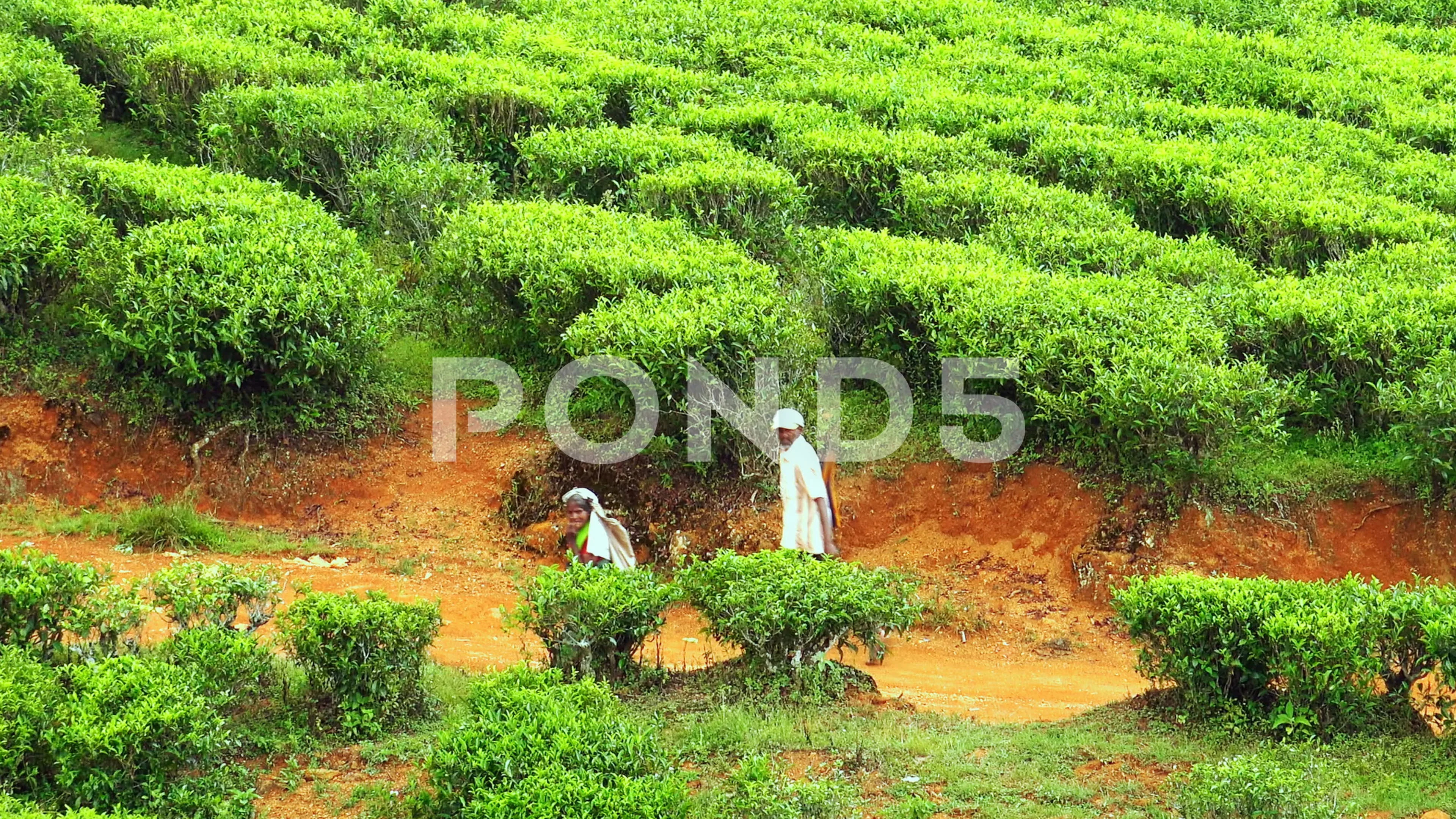 Zooming video. Local village women going to work at tea plantations. Sri  Lanka