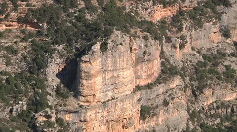 Zoomout cedar forest Stock Footage 58209722