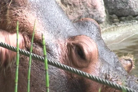 Zoomout of hippos chewing Video stock 548599