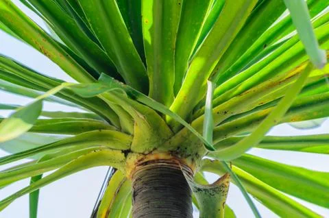 Zoon of grass tree Stock Photos