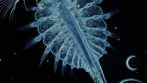 Zooplankton. Amazing world under the mic... | Stock Video | Pond5