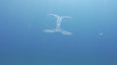 Zooplankton and blue background Stock Footage 2448009