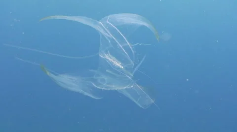 Zooplankton and blue background Stock Footage
