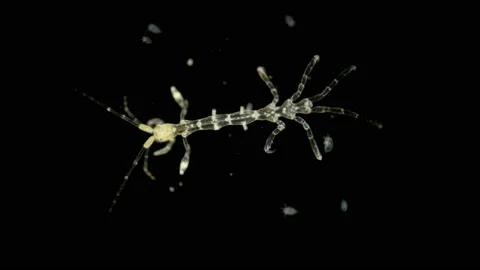Zooplankton of the Black Sea under a microscope. Skeleton shrimp or sea goats Stock Footage 114454650
