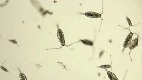 Zooplankton of the Black Sea under a microscope. Copepoda family of crustaceans Stock Footage 114457564
