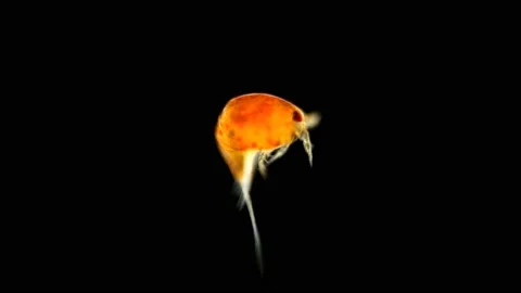 Zooplankton of the Black Sea under a microscope. Copepoda family of crustaceans Stock Footage 114490658