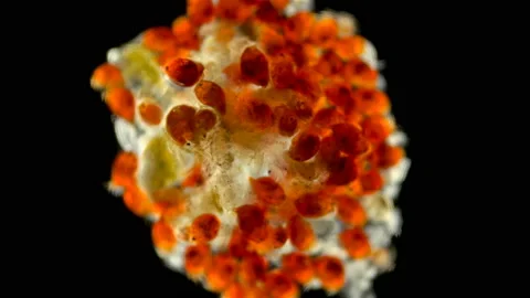 Zooplankton of the Black Sea under the microscope Stock Footage 114801053
