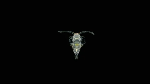 Zooplankton of the Black Sea under the microscope. Copepoda family Stock Footage 133122314