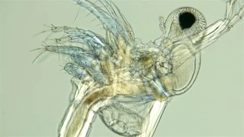 Zooplankton under a microscope, prickly water flea Stock Footage 109189526