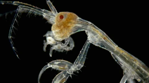 Zooplankton of under a microscope. Skeleton shrimp or sea goats, Caprellidae, a Video stock 121370445