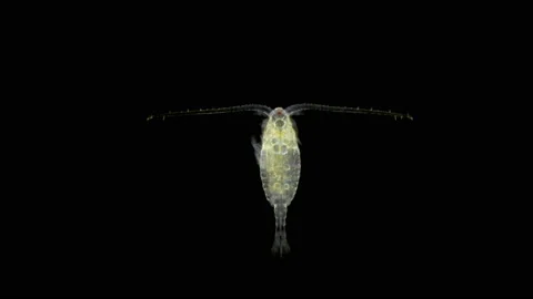 Zooplanton Copepod under a microscope Video stock 107799682